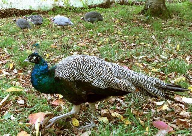 Pea and guineafowl at the Yorkshire Arboretum - (C) A Porter